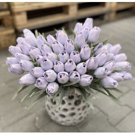 Tulipán s listem (6 ks) - lila s růžovými okraji