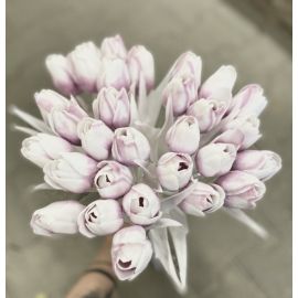 Tulipán s bílým listem (6 ks) - fialovorůžová s bílou špičkou