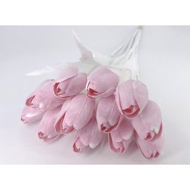 Tulipán s bílým listem (6 ks) - růžová
