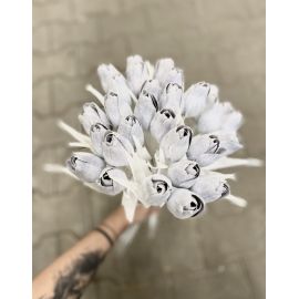 Tulipán s bílým listem (6 ks) - šedá