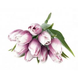 Tulipán s listem - fialovorůžová s bílou špičkou