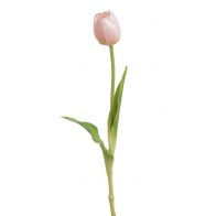 Tulipán - světle růžová