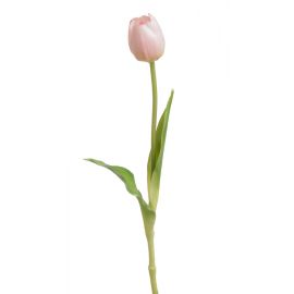 Tulipán - světle růžová