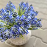 Hyacint - modrý